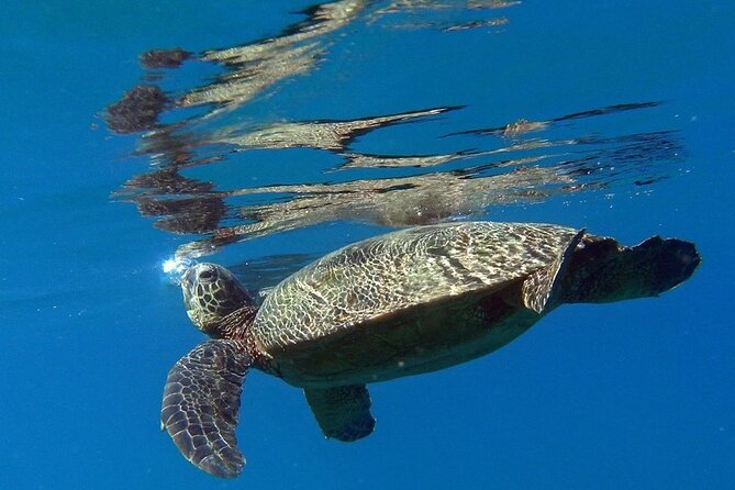 Private Group Snorkel Adventure on Tropical Reef with Sea Turtles - Discover Kauai’s Unique Marine Encounters for Up to 6 People