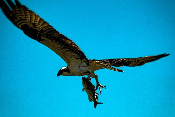 Private Guided Airboat Tour in Everglades, Fort Lauderdale - Discover the Private Guided Airboat Tour in Fort Lauderdale’s Everglades