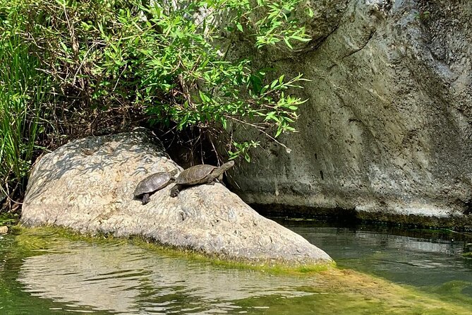 Private Guided Canyoning Adventure Benahavís River Walk - The Physical and Skill Requirements for the Tour