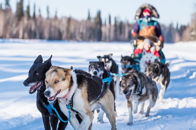 Private Guided Dog Sledding on the Historic Yukon Quest Trail - Key Points