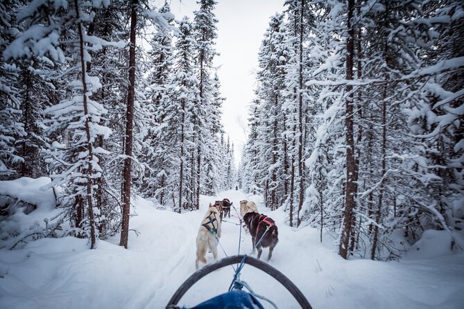 Private Guided Dog Sledding on the Historic Yukon Quest Trail - Dressing for the Cold: What’s Provided and What to Bring