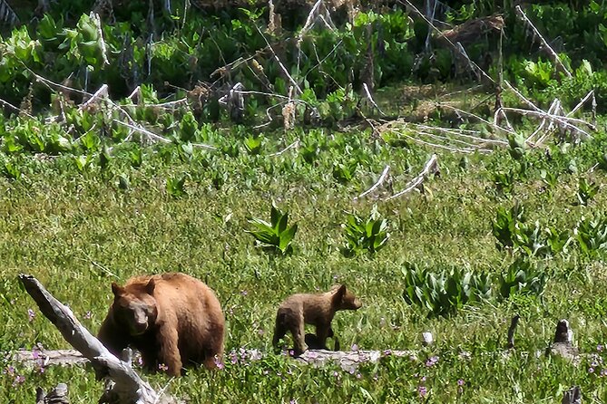 Private Guided Hiking Tour - Sequoia National Park - Crescent Meadow Loop: An Off-the-Beaten-Path Forest Walk