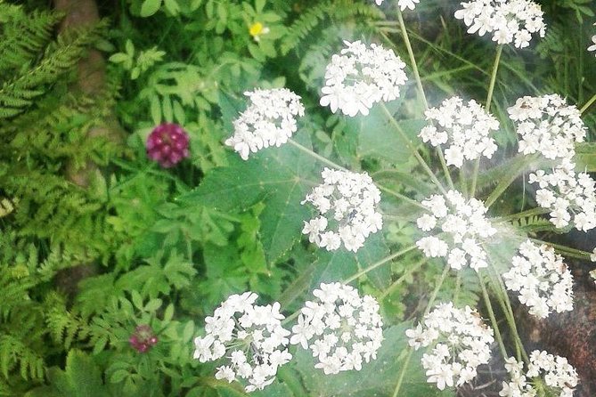 Private Guided Hiking Tour - Sequoia National Park - Why a Private Guide Elevates the Experience