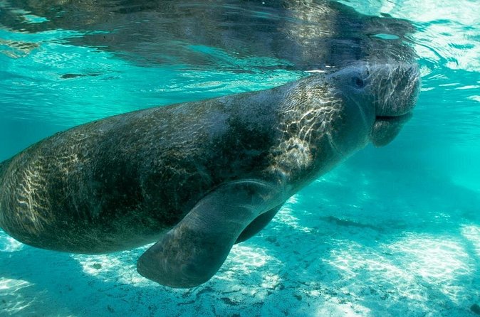 Private Guided Kayak Tour on Big Hickory Pass - Weather and Cancellation Policies