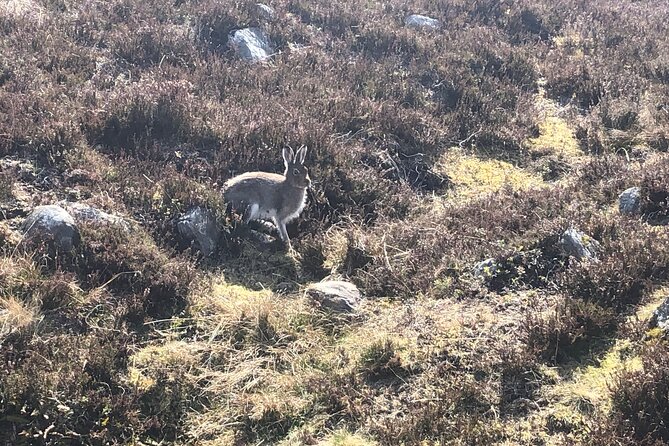 Private Guided Mountain Walking Experience in the Cairngorms - Booking and Cancellation Policies