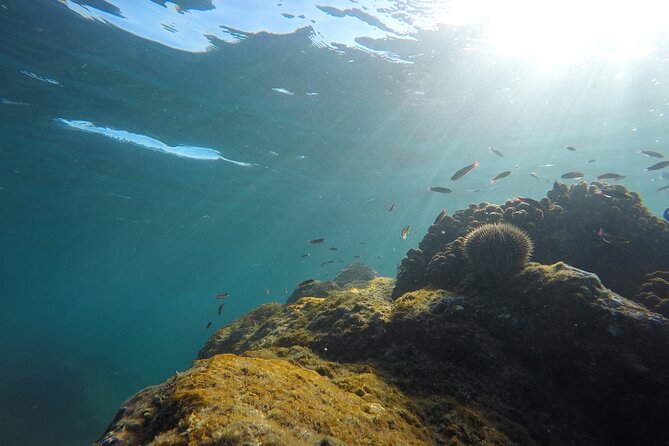 Private Guided Snorkeling in Cabo San Lucas - Underwater Photos Available via Google Drive