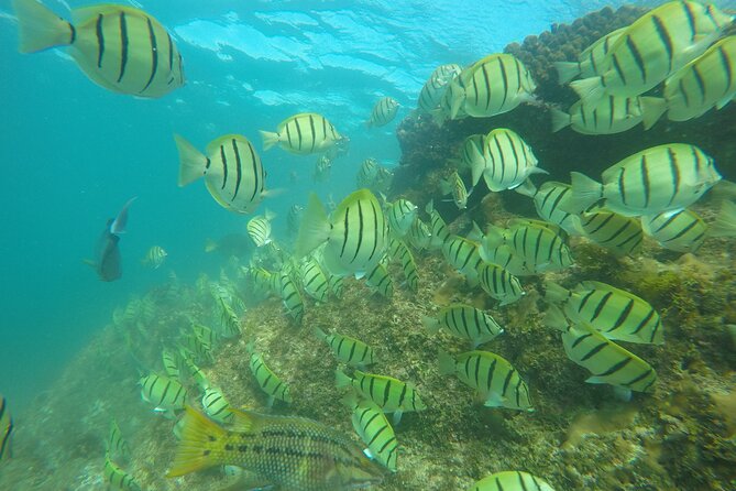 Private Guided Snorkeling in Cabo San Lucas - Flexible Cancellation and Weather Considerations