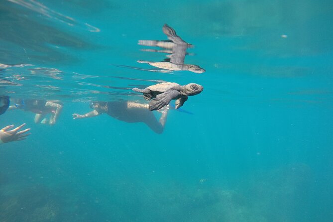 Private Guided Snorkeling in Cabo San Lucas - What Sets This Tour Apart from Others