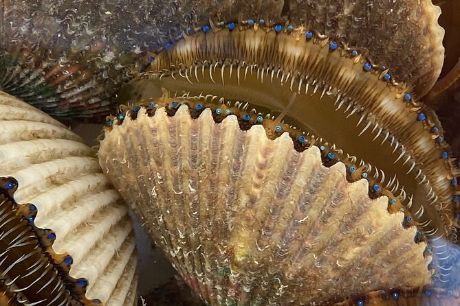 Private Guided Snorkeling with Scallop Hunt - Scallop Hunting: A Unique Underwater Treasure Hunt