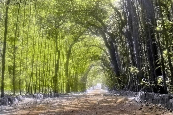 PRIVATE Guided tour: BOBOLI Gardens of the Royal Palace and Hidden Messages - Practicalities: Duration, Group Size, and What’s Not Included