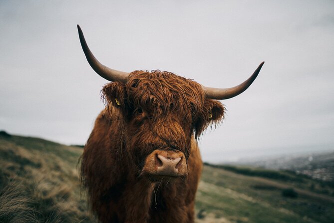 Private Guided Tour in Scottish Highlands - Key Points