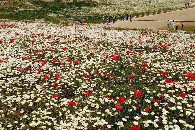 Private Guided Tour of the Archaeological Site and Museum of Olympia - Exploring the Art and Artifacts at the Archaeological Museum