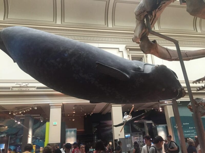 Private Guided Tour of The Natural History Museum - Explore the Fossil and Dinosaur Exhibits Up Close