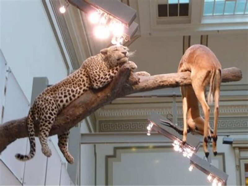 Private Guided Tour of The Natural History Museum - Accessibility and Practical Details