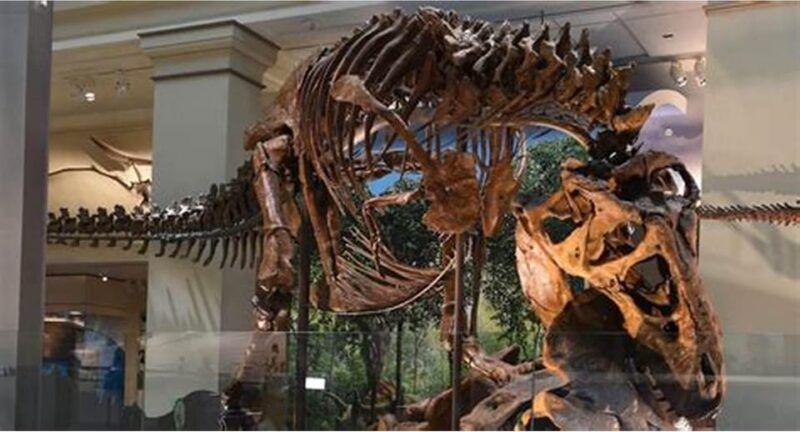 Private Guided Tour of The Natural History Museum - Private Guided Tour of the Natural History Museum: Final Thoughts