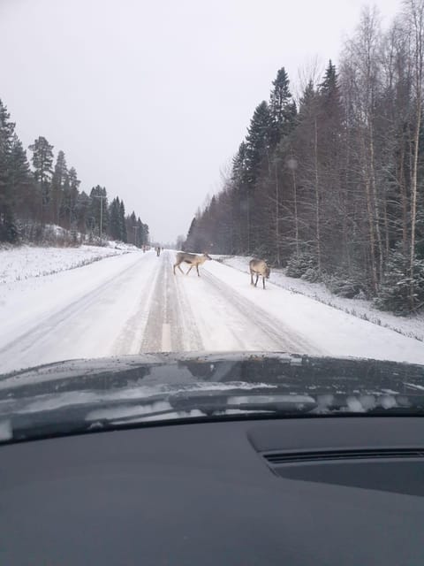 Private Guided Tour Rovaniemi To Kakslauttanen /Saariselka - Experience the Unique Charm of Lapland on a Private Guided Tour
