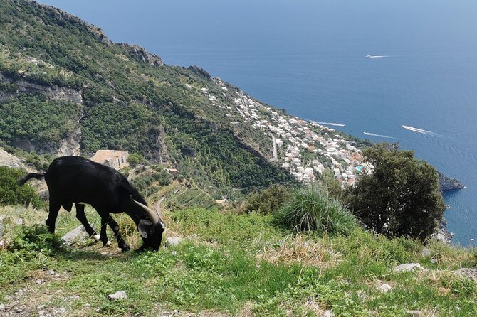 Private Guided Tour to the Path of the Gods - Half day - Why This Tour Is a Top Choice for Scenic Hikers