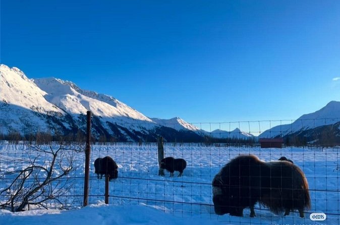Private Guided Tour Whittier Cruise pick up - Spot Beluga Whales and Dramatic Coastal Views at Beluga Point