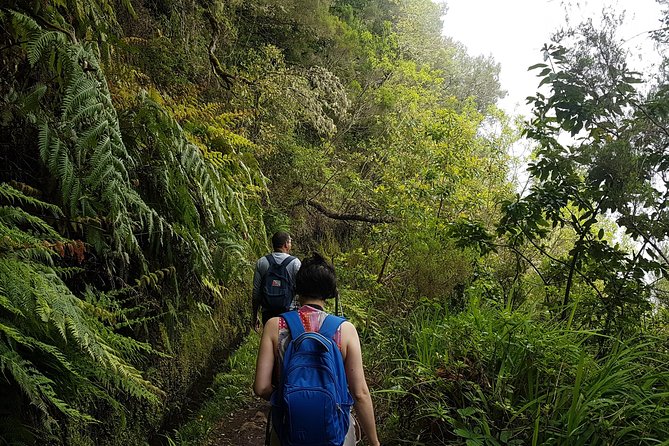 Private Guided Walk Levada Caldeirao Verde - Encountering Madeira’s Flora and Birdlife