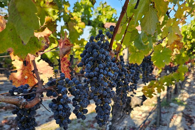 Private Guided Wine Tour of Napa Valley - The Experience at Iconic Spots and Hidden Gems
