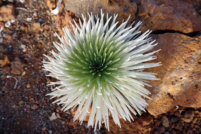 Private Haleakala Summit & Stroll from Kahului - Visiting Hosmers Grove in a Cloud Forest