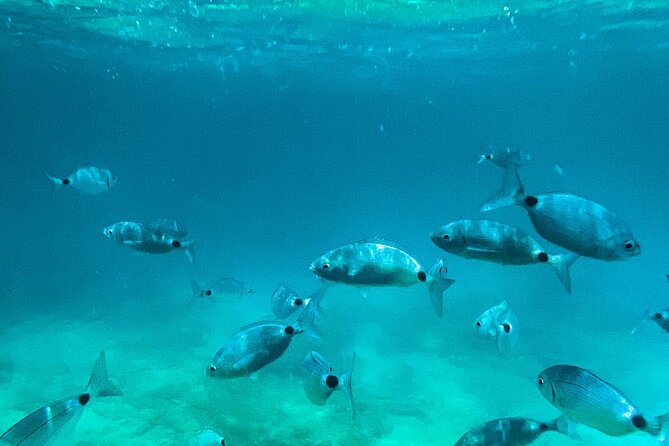 Private Half-Day Boat Excursion in Pula - Key Points