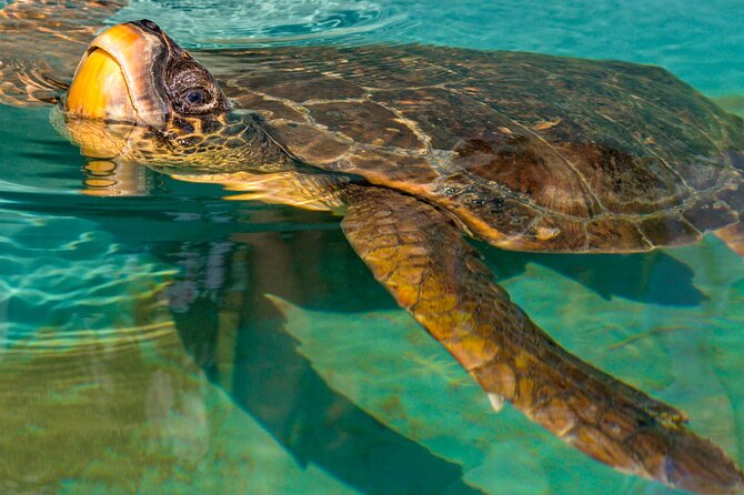 Private Half-day Dalyan Boat Trip - The Significance of the Lycian Rock Tombs