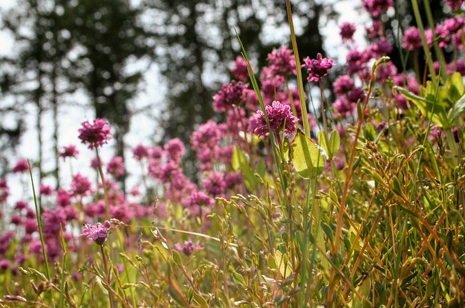 Private Half-Day Guided Nature Hike in Victoria, BC - Who Will Appreciate This Nature Hike?