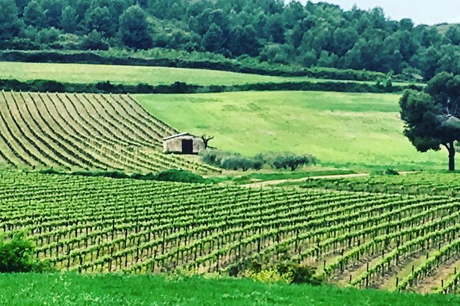 Private Half-Day Languedoc Wine and Oyster Tour from Sète - The Expertise of the Guides: Knowledge and Personal Touch