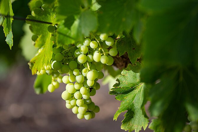 Private Half-Day Languedoc Wine Tour from Sète - The Expert Guide and Personalized Experience