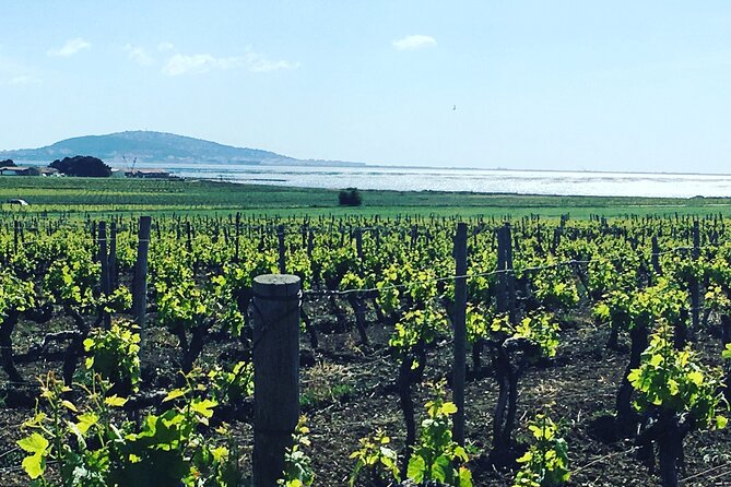 Private Half-Day Languedoc Wine Tour from Sète - Booking and Flexibility