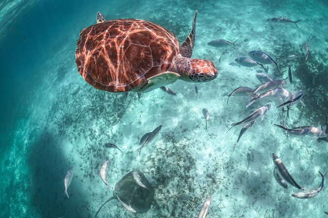 Private Half Day Tour in Cenote Cave and Swimming with Turtles - Unique Highlights of This Tour