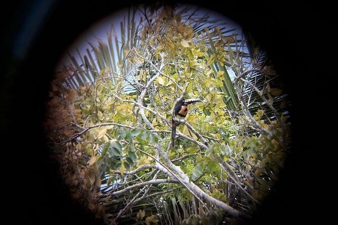 Private Half Day Tour in Kohunlich Archaeological Zone - Practical Details: Meeting Point and Tour Logistics