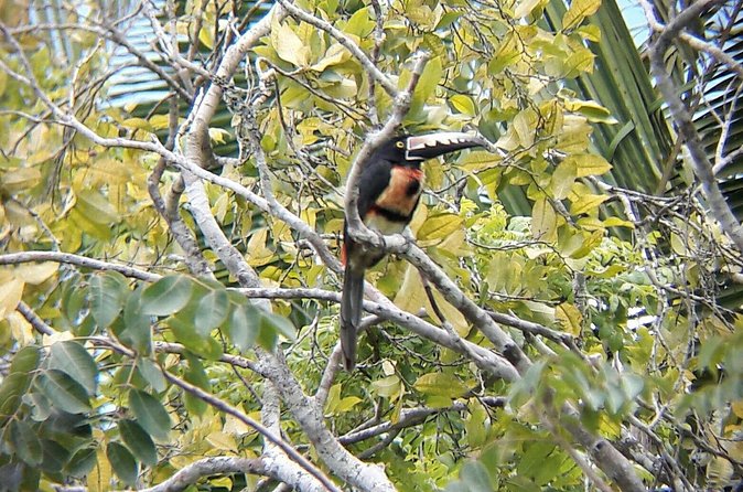 Private Half Day Tour in Kohunlich Archaeological Zone - Timing and Pacing of the Tour