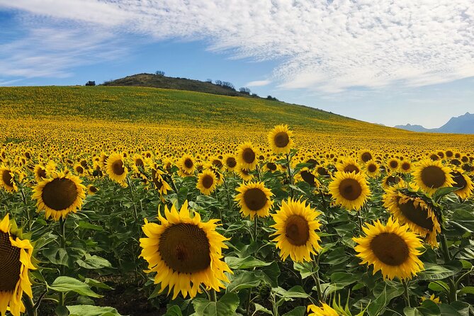 Private half-day tour of Ronda and the White Villages with native - Exploring Benalauria: A Preserved White Village