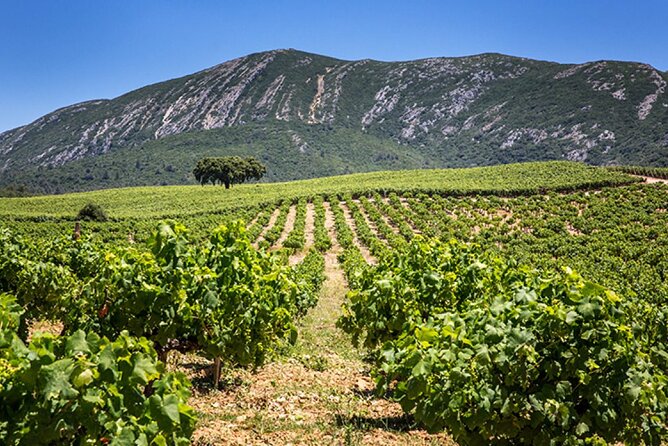 Private half-day tour of Sesimbra and Arrábida - Learning Traditional Portuguese Tile Techniques at Azulejos de Azeitao
