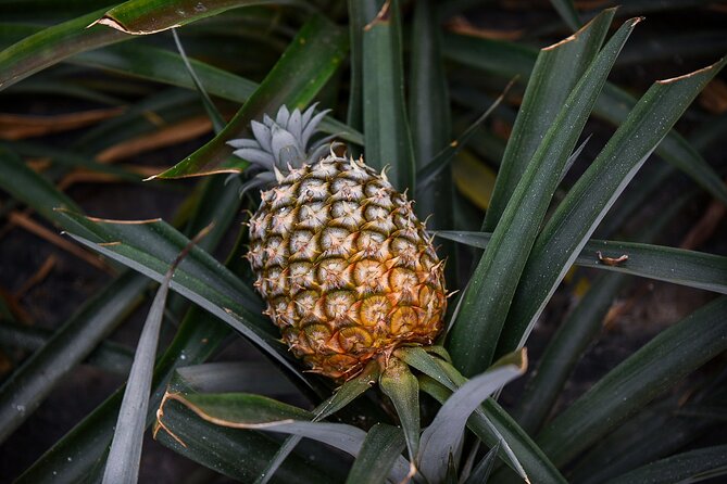Private Half-Day Tour to Sete Cidades São Miguel Island - Discover the Charm of the Private Half-Day Tour to Sete Cidades on São Miguel Island
