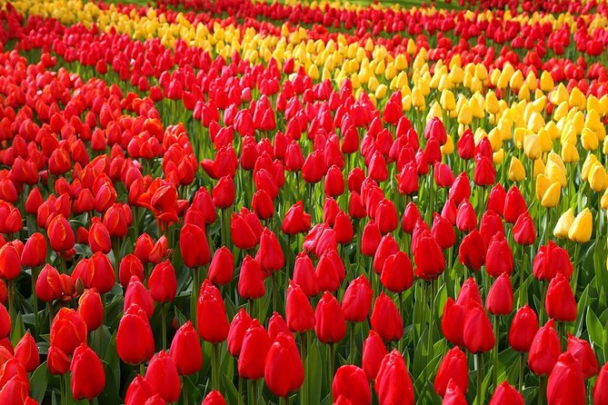 Private Half-Day Trip From Amsterdam to The Tulip Fields in Keukenhof - Explore Keukenhof’s Blooming Gardens in Comfort and Style
