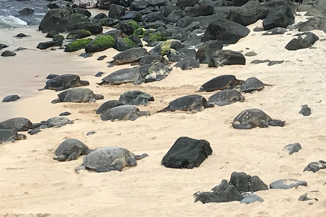 Private Halfway to Hana Tour - Explore Maui’s Scenic Halfway to Hana in Style