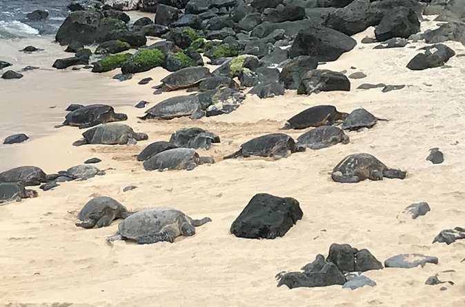 Private Halfway to Hana Tour - Starting Point and Tour Logistics in Maui