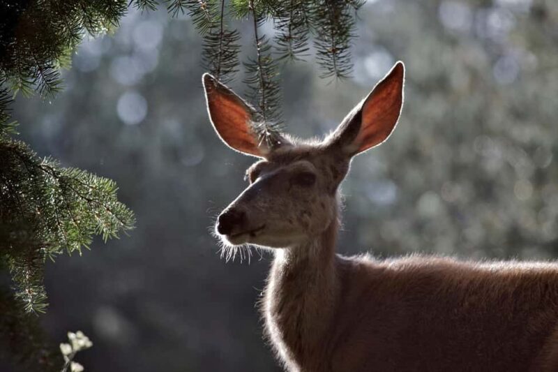 Private Highlight's Tour of Yellowstone National Park - Key Points