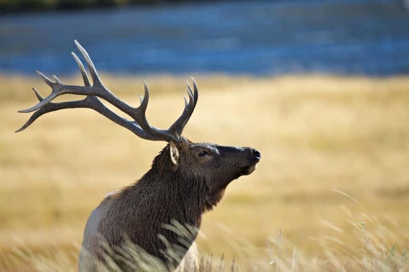 Private Highlight's Tour of Yellowstone National Park - Wildlife Opportunities in Hayden Valley and Beyond