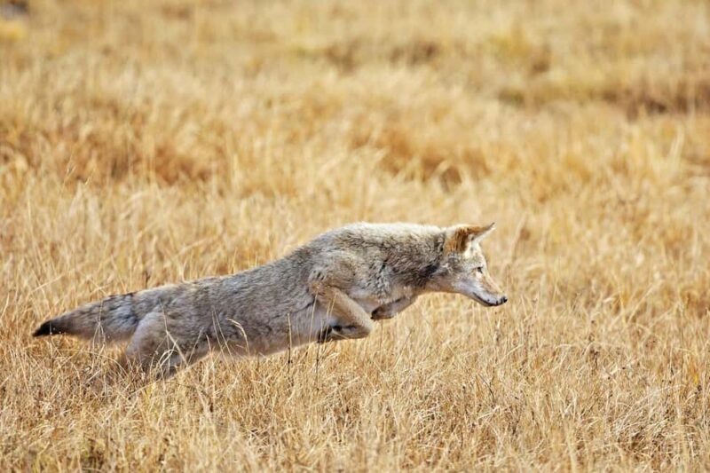 Private Highlight's Tour of Yellowstone National Park - Customizable Itinerary and Photography-Focused Stops