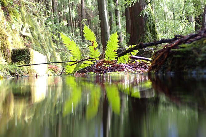 Private hike along the Levada - Specifics of the Levada Trail on Faial Island