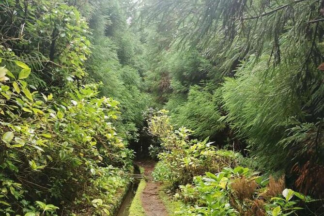 Private hike along the Levada - How This Tour Compares to Other Faial Experiences