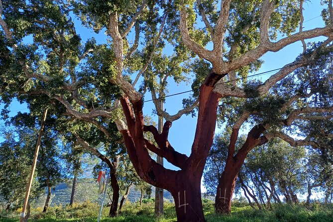 Private Hiking Adventure at Arrábida Mountain - The Pro Option: Visiting Historic Sites