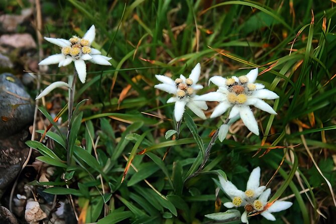 Private Hiking to Bucegi Natural Park from Brasov - Climbing to the Top Plateau at 2000 Meters