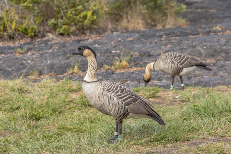 Private Hilo Cruise Special - Waterfalls and Volcanoes - Key Points