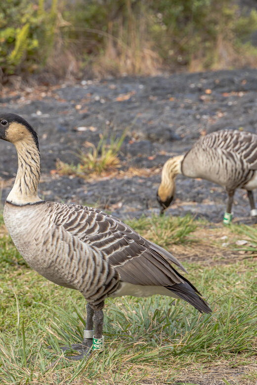 Private Hilo Cruise Special - Waterfalls and Volcanoes - Practical Details: Logistics, Equipment, and Extras