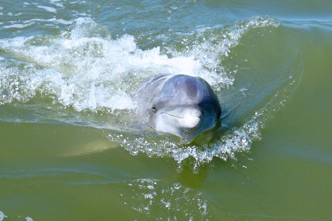 Private Hilton Head Dolphin Tour - Discover the Private Hilton Head Dolphin Tour: An Intimate Wildlife Experience